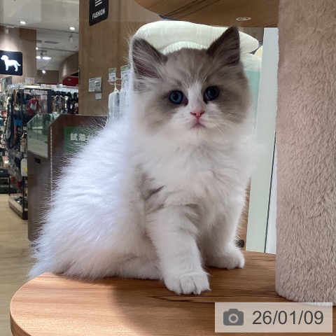 神奈川県のラグドール (ペットプラス 新百合丘店/2025年11月6日生まれ/女の子/ブルーポイントバイカラー)の子猫の3枚目の画像