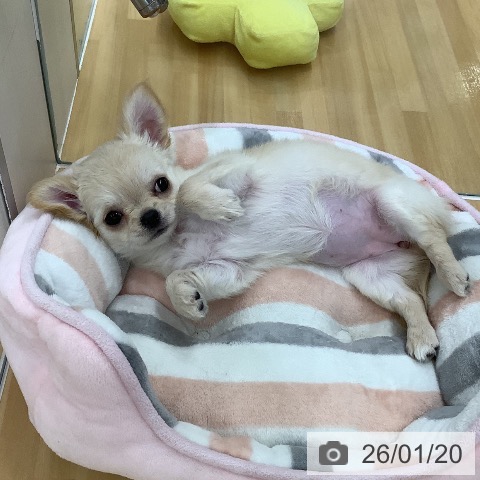 長野県のチワワ(ロング) (ペットプラス 松本店/2025年11月7日生まれ/女の子/クリーム)の子犬の4枚目の画像