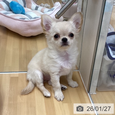 長野県のチワワ(ロング) (ペットプラス 松本店/2025年11月7日生まれ/女の子/クリーム)の子犬の4枚目の画像