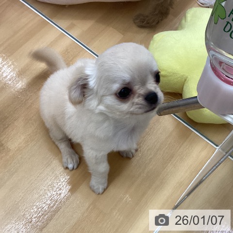 長野県のチワワ(ロング) (ペットプラス 松本店/2025年11月7日生まれ/女の子/クリーム)の子犬の3枚目の画像