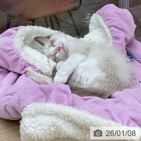 福島県のラグドール (ペットプラス 福島店/2025年10月9日生まれ/男の子/シールポイントバイカラー)の子猫の3枚目の画像