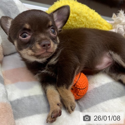 千葉県のチワワ(ロング) (ペットプラス 幕張新都心店/2025年11月5日生まれ/女の子/チョコレートタンホワイト)の子犬の3枚目の画像