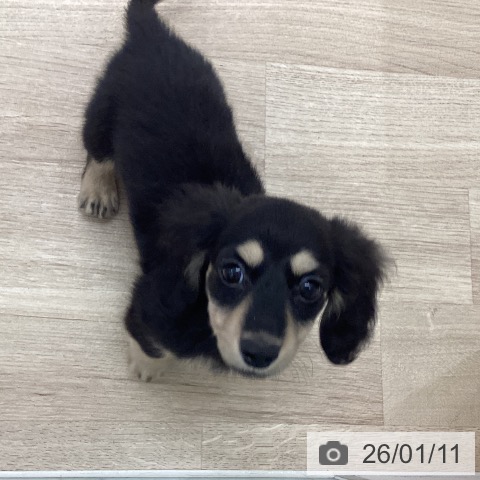 宮城県のカニンヘンダックスフンド(ロング) (ペットプラス 仙台上杉店/2025年11月5日生まれ/男の子/ブラックイエロー)の子犬の3枚目の画像