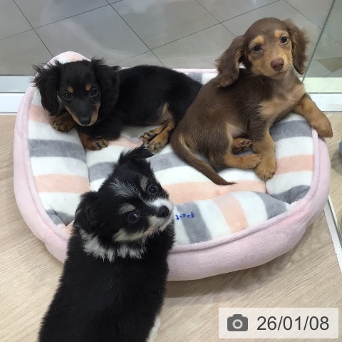 東京都のチワワ(ロング) (ペットプラス 多摩平の森店/2025年11月7日生まれ/男の子/ブラックタンホワイト)の子犬の4枚目の画像