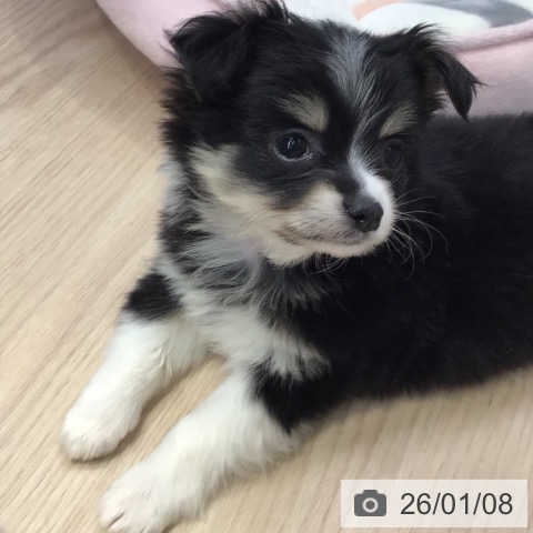 東京都のチワワ(ロング) (ペットプラス 多摩平の森店/2025年11月7日生まれ/男の子/ブラックタンホワイト)の子犬の3枚目の画像