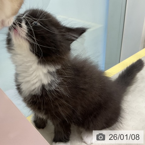 奈良県のスコティッシュフォールド (ペットプラス 大和郡山店/2025年10月31日生まれ/男の子/ブラックホワイト)の子猫の4枚目の画像