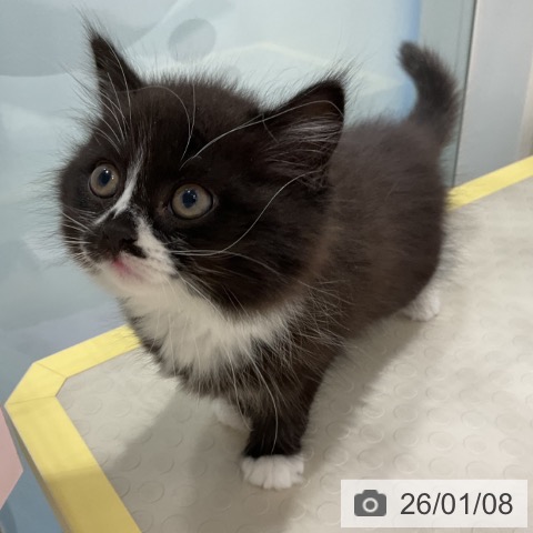 奈良県のスコティッシュフォールド (ペットプラス 大和郡山店/2025年10月31日生まれ/男の子/ブラックホワイト)の子猫の3枚目の画像