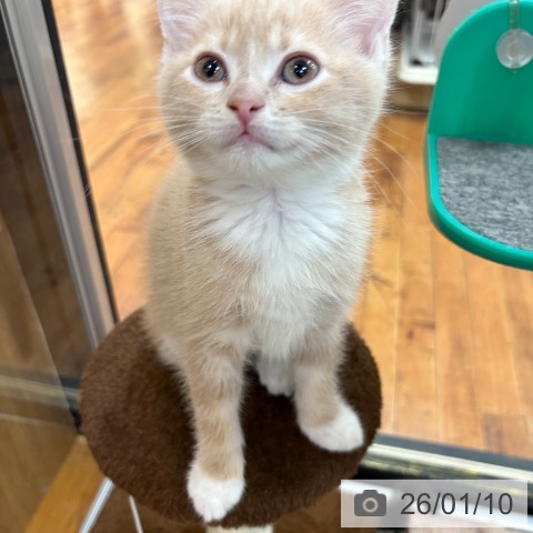 京都府のスコティッシュフォールド (ペットプラス 久御山店/2025年10月31日生まれ/男の子/クリームホワイト)の子猫の4枚目の画像