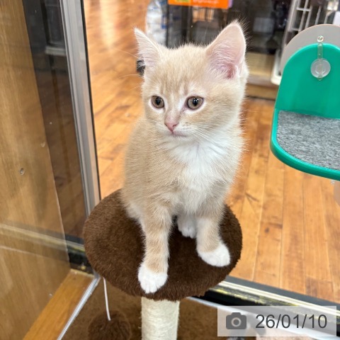 京都府のスコティッシュフォールド (ペットプラス 久御山店/2025年10月31日生まれ/男の子/クリームホワイト)の子猫の3枚目の画像