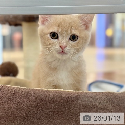 京都府のスコティッシュフォールド (ペットプラス 久御山店/2025年10月31日生まれ/男の子/クリームホワイト)の子猫の4枚目の画像