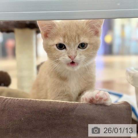 京都府のスコティッシュフォールド (ペットプラス 久御山店/2025年10月31日生まれ/男の子/クリームホワイト)の子猫の3枚目の画像