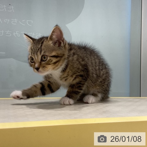 奈良県のスコティッシュフォールド (ペットプラス 大和郡山店/2025年10月31日生まれ/男の子/ブラウンタビーホワイト)の子猫の4枚目の画像