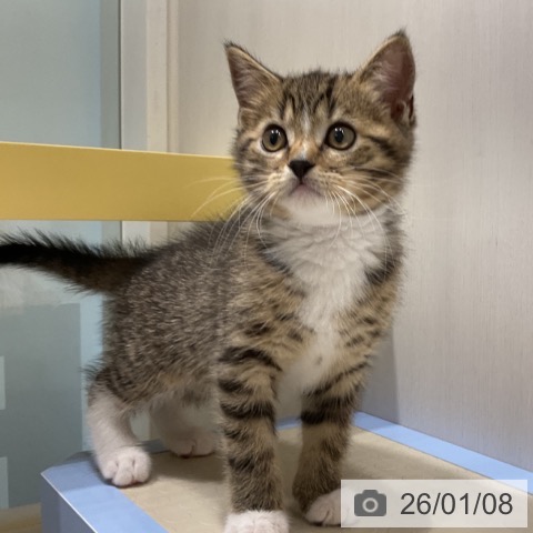 奈良県のスコティッシュフォールド (ペットプラス 大和郡山店/2025年10月31日生まれ/男の子/ブラウンタビーホワイト)の子猫の3枚目の画像