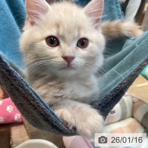 京都府のスコティッシュフォールド (ペットプラス イオンモールKYOTO店/2025年10月31日生まれ/男の子/クリームタビー)の子猫の4枚目の画像