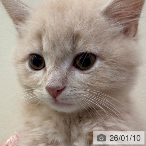 京都府のスコティッシュフォールド (ペットプラス イオンモールKYOTO店/2025年10月31日生まれ/男の子/クリームタビー)の子猫の4枚目の画像