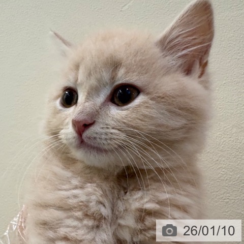 京都府のスコティッシュフォールド (ペットプラス イオンモールKYOTO店/2025年10月31日生まれ/男の子/クリームタビー)の子猫の3枚目の画像