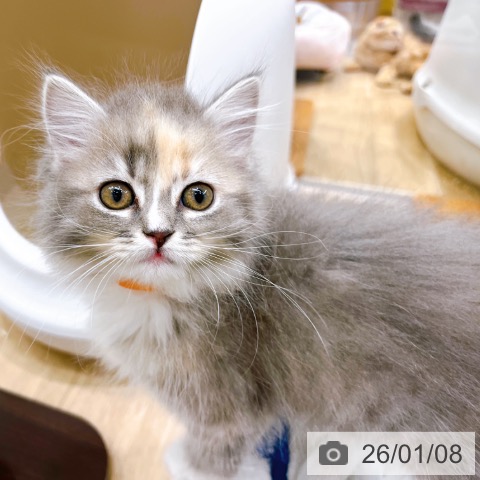 大阪府のスコティッシュフォールド (ペットプラス イオン大日店/2025年10月31日生まれ/女の子/ブルーパッチドタビーホワイト)の子猫の4枚目の画像