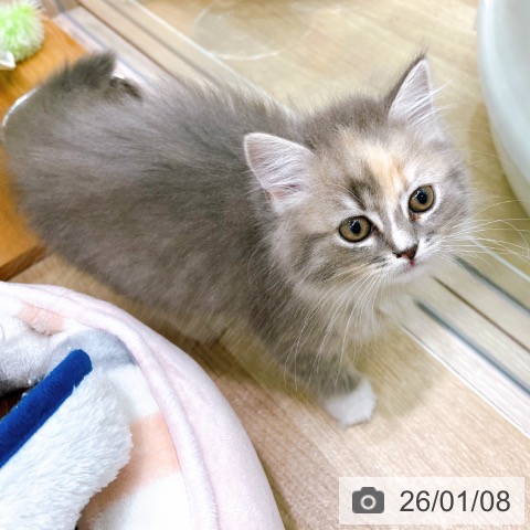 大阪府のスコティッシュフォールド (ペットプラス イオン大日店/2025年10月31日生まれ/女の子/ブルーパッチドタビーホワイト)の子猫の3枚目の画像