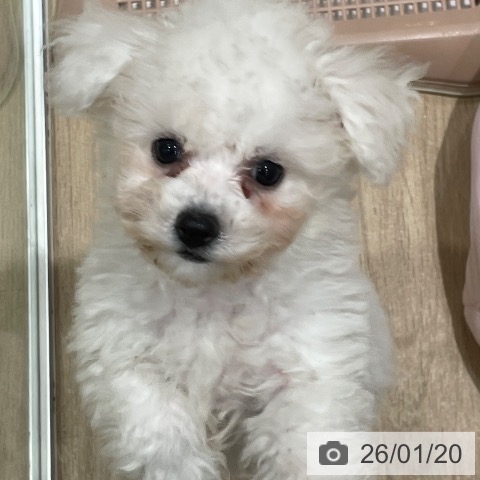 埼玉県のビションフリーゼ (ペットプラス ららぽーと富士見店/2025年10月30日生まれ/女の子/ホワイト)の子犬の3枚目の画像