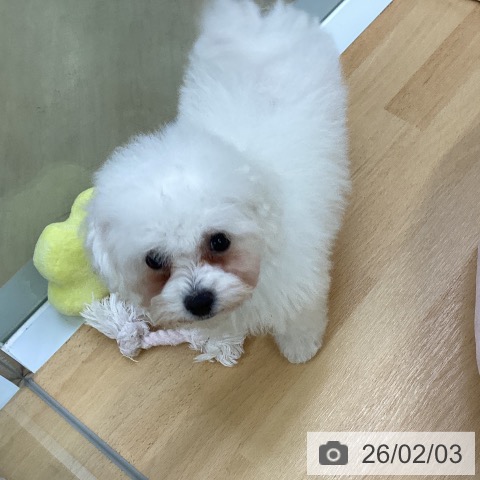 ビション・フリーゼの写真