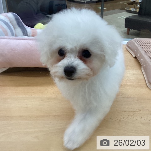 ビション・フリーゼの写真