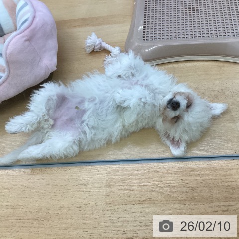 埼玉県のビションフリーゼ (ペットプラス 羽生店/2025年10月30日生まれ/女の子/ホワイト)の子犬の3枚目の画像