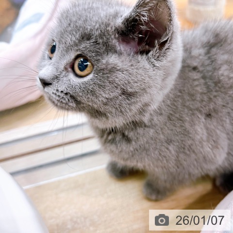 大阪府のブリティッシュショートヘアー (ペットプラス イオン大日店/2025年10月23日生まれ/女の子/ブルー)の子猫の4枚目の画像