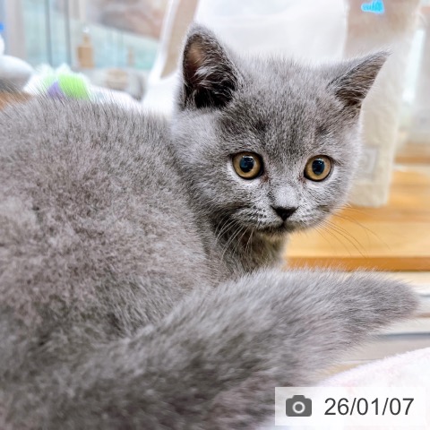 大阪府のブリティッシュショートヘアー (ペットプラス イオン大日店/2025年10月23日生まれ/女の子/ブルー)の子猫の3枚目の画像