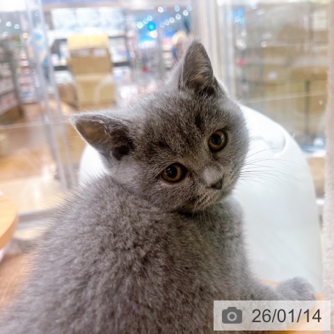 大阪府のブリティッシュショートヘアー (ペットプラス イオン大日店/2025年10月23日生まれ/女の子/ブルー)の子猫の4枚目の画像