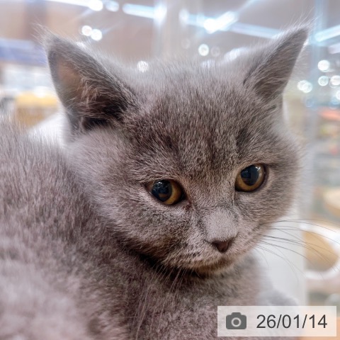大阪府のブリティッシュショートヘアー (ペットプラス イオン大日店/2025年10月23日生まれ/女の子/ブルー)の子猫の3枚目の画像