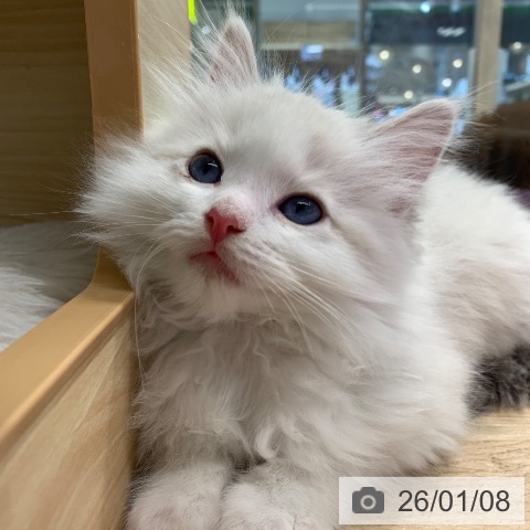東京都のラグドール (ペットプラス アクアシティお台場店/2025年11月3日生まれ/男の子/ブルーポイントバイカラー)の子猫の4枚目の画像