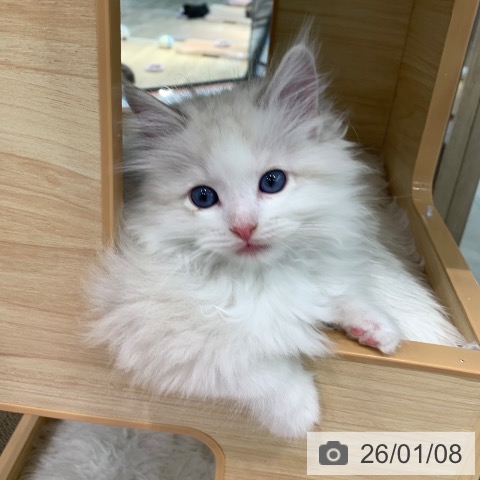 東京都のラグドール (ペットプラス アクアシティお台場店/2025年11月3日生まれ/男の子/ブルーポイントバイカラー)の子猫の3枚目の画像