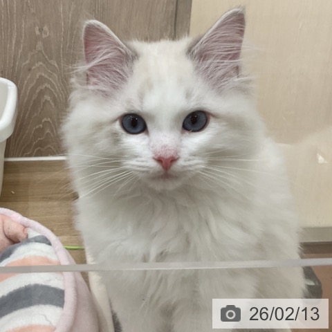 神奈川県のラグドール (ペットプラス 湘南平塚店/2025年11月3日生まれ/男の子/ブルーポイントバイカラー)の子猫の4枚目の画像