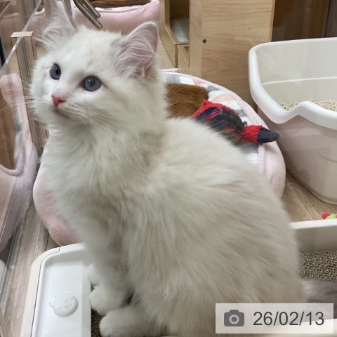 神奈川県のラグドール (ペットプラス 湘南平塚店/2025年11月3日生まれ/男の子/ブルーポイントバイカラー)の子猫の3枚目の画像