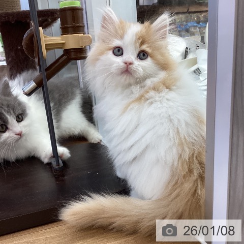 大阪府のラガマフィン (ペットプラス りんくう泉南店/2025年11月5日生まれ/男の子/レッドタビーホワイト)の子猫の3枚目の画像