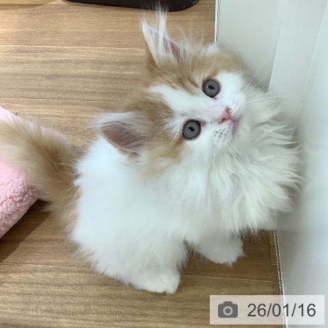 大阪府のラガマフィン (ペットプラス 鶴見店/2025年11月5日生まれ/男の子/レッドタビーホワイト)の子猫の4枚目の画像