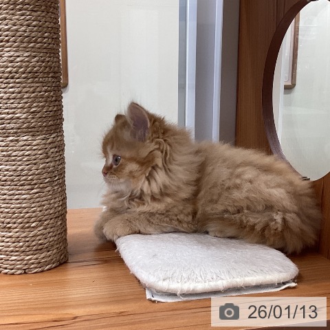 大阪府のラガマフィン (ペットプラス ららぽーと和泉店/2025年11月5日生まれ/男の子/レッドタビー)の子猫の4枚目の画像