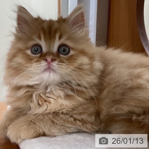 大阪府のラガマフィン (ペットプラス ららぽーと和泉店/2025年11月5日生まれ/男の子/レッドタビー)の子猫の3枚目の画像