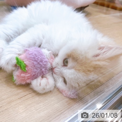 大阪府のラガマフィン (ペットプラス イオン大日店/2025年11月5日生まれ/男の子/クリームタビーホワイト)の子猫の4枚目の画像