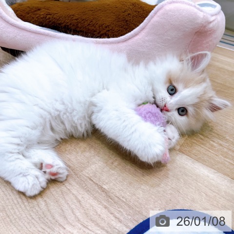 大阪府のラガマフィン (ペットプラス イオン大日店/2025年11月5日生まれ/男の子/クリームタビーホワイト)の子猫の3枚目の画像