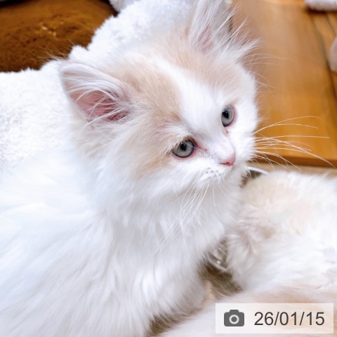 大阪府のラガマフィン (ペットプラス イオン大日店/2025年11月5日生まれ/男の子/クリームタビーホワイト)の子猫の4枚目の画像