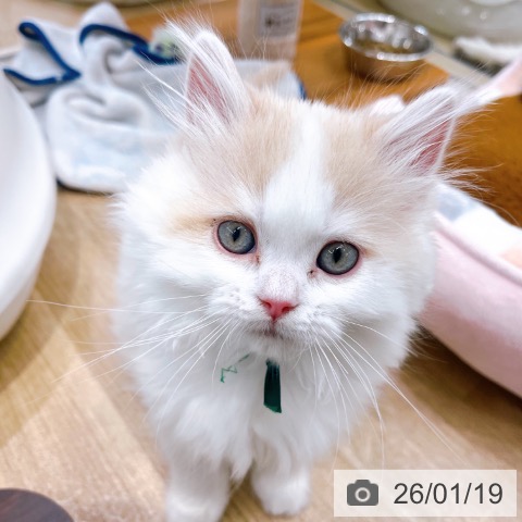 大阪府のラガマフィン (ペットプラス イオン大日店/2025年11月5日生まれ/男の子/クリームタビーホワイト)の子猫の3枚目の画像