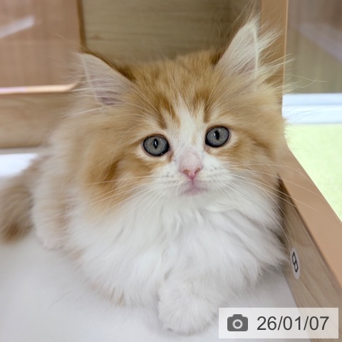 京都府のラガマフィン (ペットプラス 京都桂川店/2025年11月5日生まれ/女の子/レッドタビーホワイト)の子猫の3枚目の画像