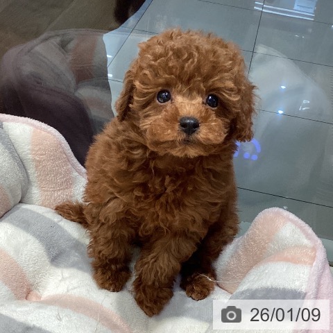 東京都のトイプードル(トイ) (ペットプラス 東久留米店/2025年11月7日生まれ/男の子/レッド)の子犬の4枚目の画像