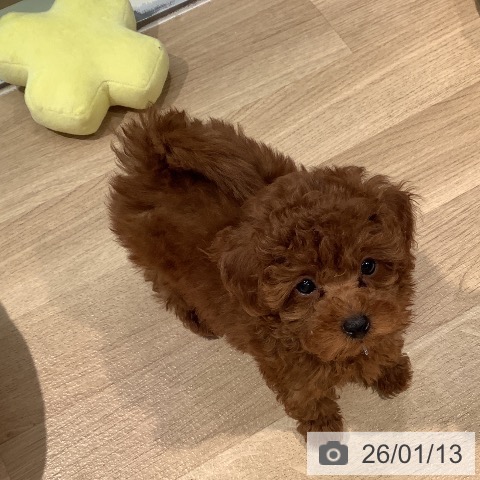 東京都のトイプードル(トイ) (ペットプラス 東久留米店/2025年11月7日生まれ/男の子/レッド)の子犬の4枚目の画像