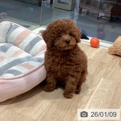 東京都のトイプードル(トイ) (ペットプラス 東久留米店/2025年11月7日生まれ/男の子/レッド)の子犬の3枚目の画像