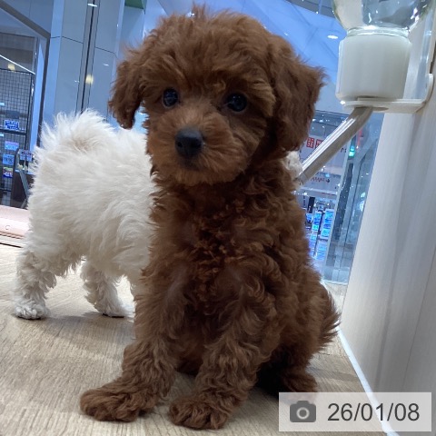 茨城県のトイプードル(トイ) (ペットプラス つくば店/2025年11月7日生まれ/女の子/レッド)の子犬の4枚目の画像