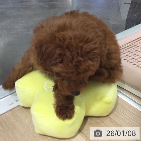 茨城県のトイプードル(トイ) (ペットプラス つくば店/2025年11月7日生まれ/女の子/レッド)の子犬の3枚目の画像