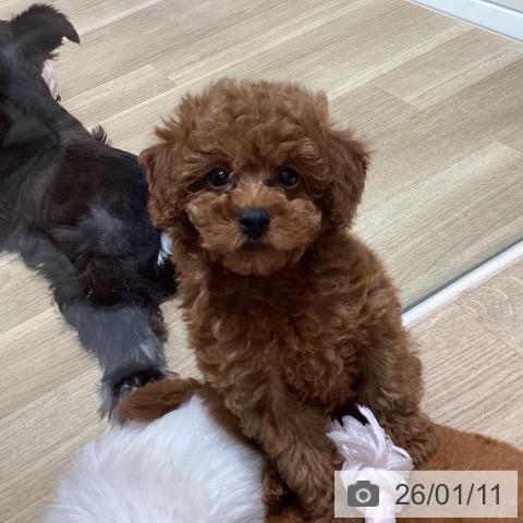 宮城県のトイプードル(トイ) (ペットプラス 仙台上杉店/2025年11月7日生まれ/女の子/レッド)の子犬の4枚目の画像