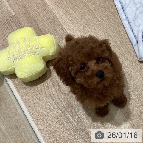 宮城県のトイプードル(トイ) (ペットプラス 仙台上杉店/2025年11月7日生まれ/女の子/レッド)の子犬の3枚目の画像